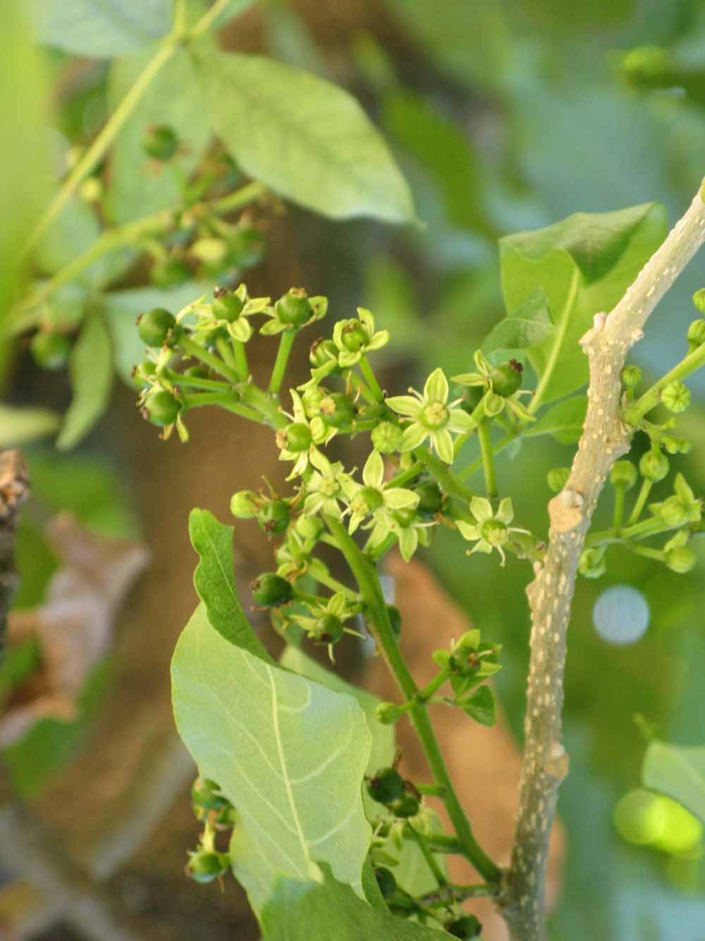              Inflorescence (Winter Haven, FL)       